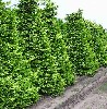 Cham. laws. Kelleris Gold